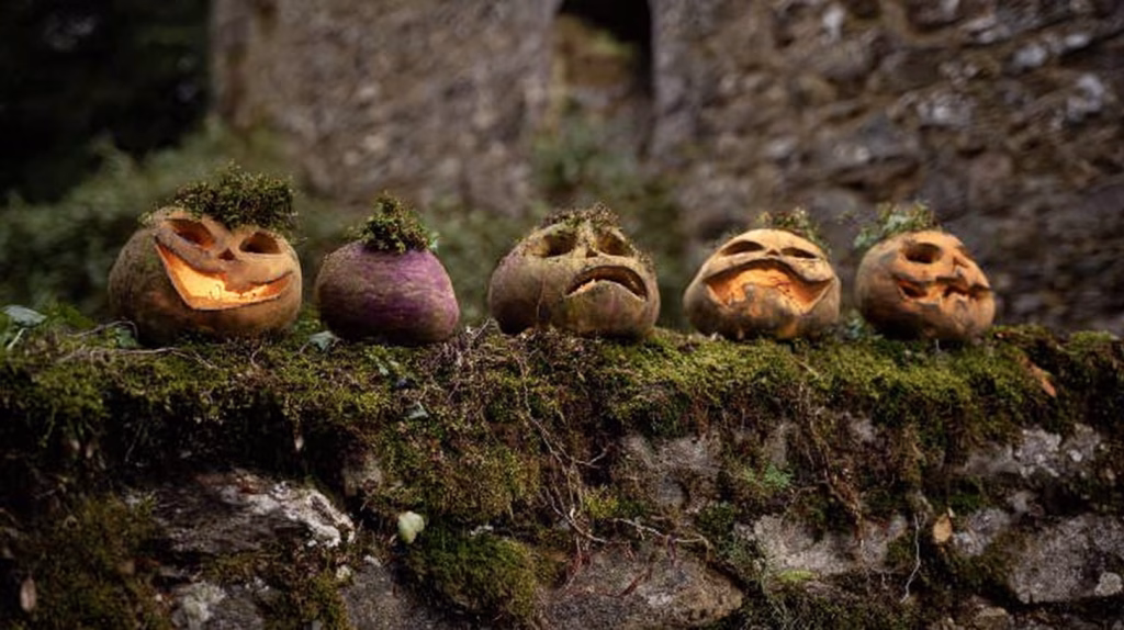 A row of carved turnips for Samaín in Galicia, Spain, near El Agustín